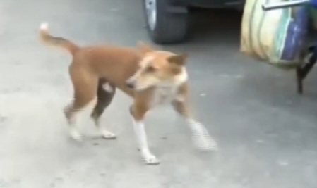 Stray dog census begins in Bhubaneswar